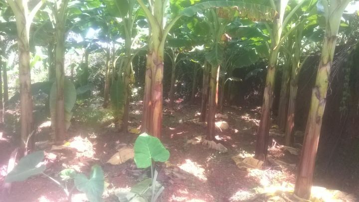 Land & Plots » SaleATHIYOORKONAM