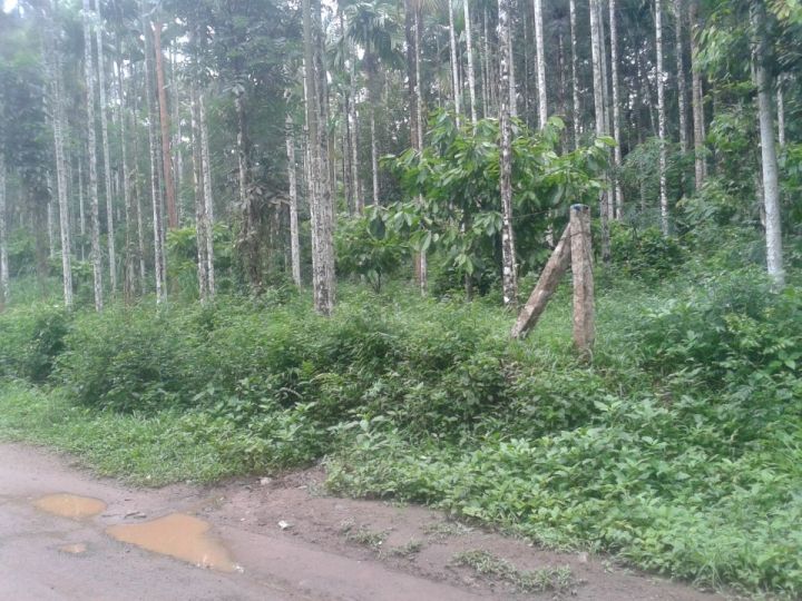 50 Cent of land in Neykuppa at Wayanad