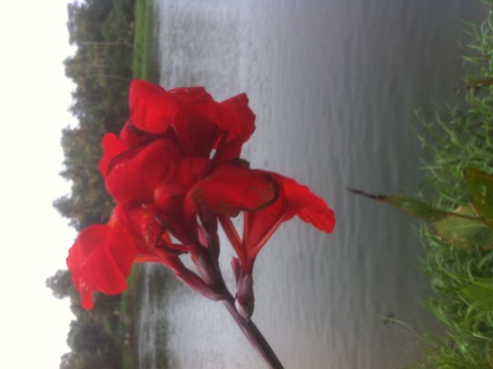 Land for sale. Cochin  kerala