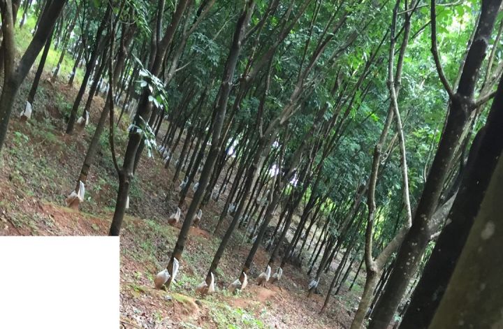 2.35 Acre Rubber Estate ( Dry Land- Non Agricultural) in Karapatta,Near Kannambra- Vadakkenchery
