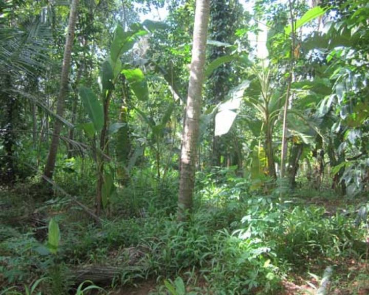 10CENT OR MORE PLOT AT KODUNGALLUR ,THRISSUR AT 2.25 LAKHS PER CENT  NEGOTIABLE