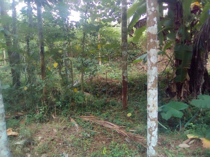 130 cents of residental land in Kodumunda near Pattambi in Palghat District