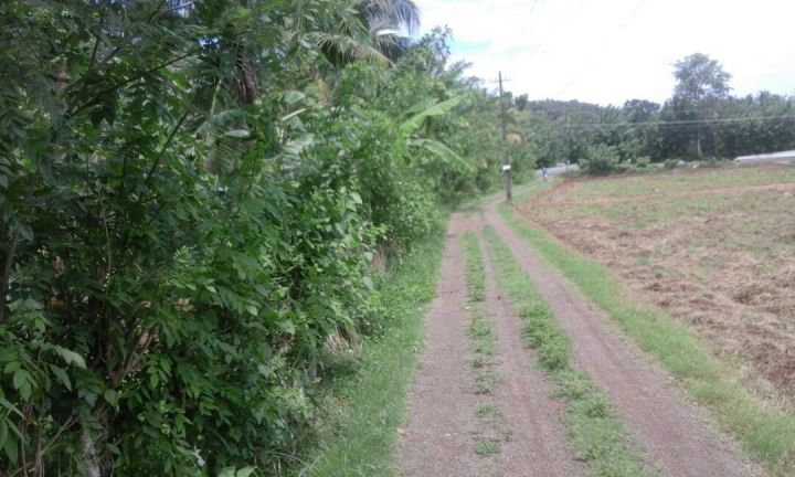 45 cents plain plot at Trithala
