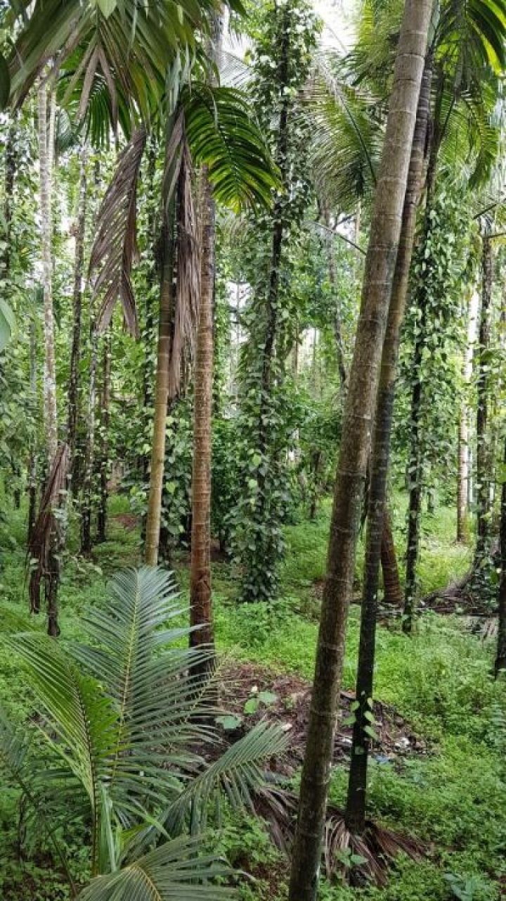 10 cent land at kodungallur