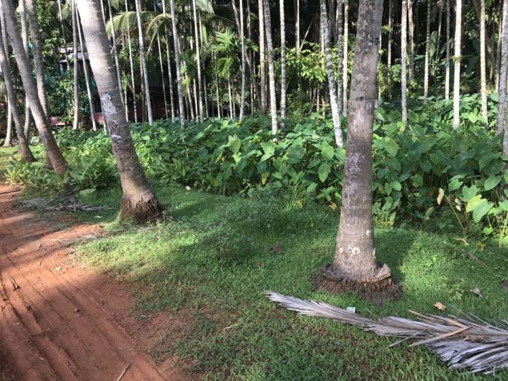 15 cents of land in Chelannur- Calicut