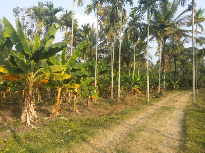 2.9 acre agriculture cum tourist land near pazasiraja smaraka mandhiram
