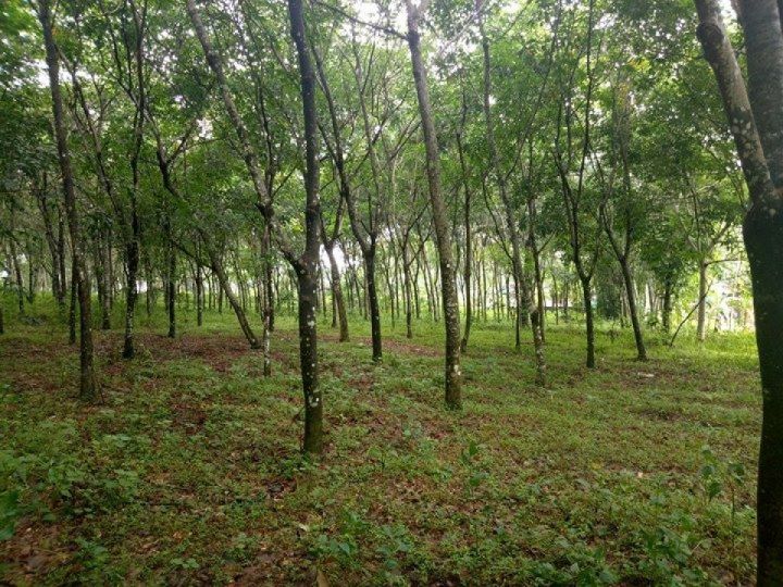15 cent of land in chottanikkara for sale