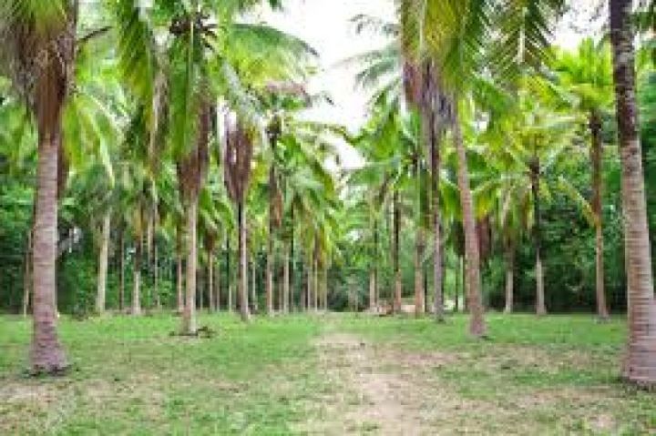 60 cents square plot for sale INFRONT of vizinjam bypass