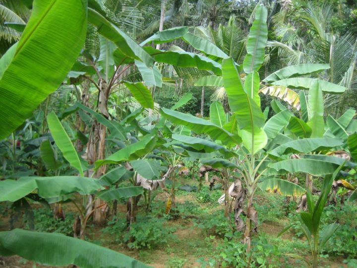 Residential plot for sale in Trivandrum peroorkada