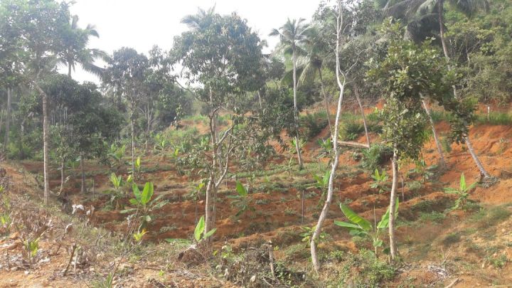 Agricultural land ( Eco friendly Green Farm)