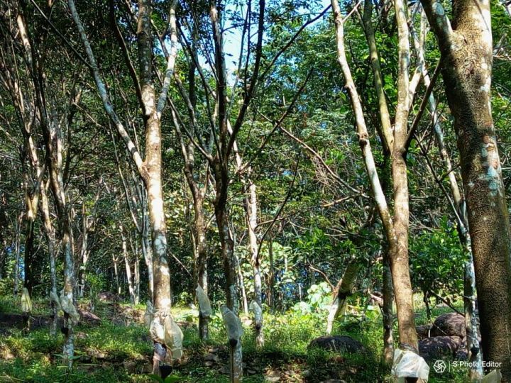 8.5 Acres prime Rubber Estate
