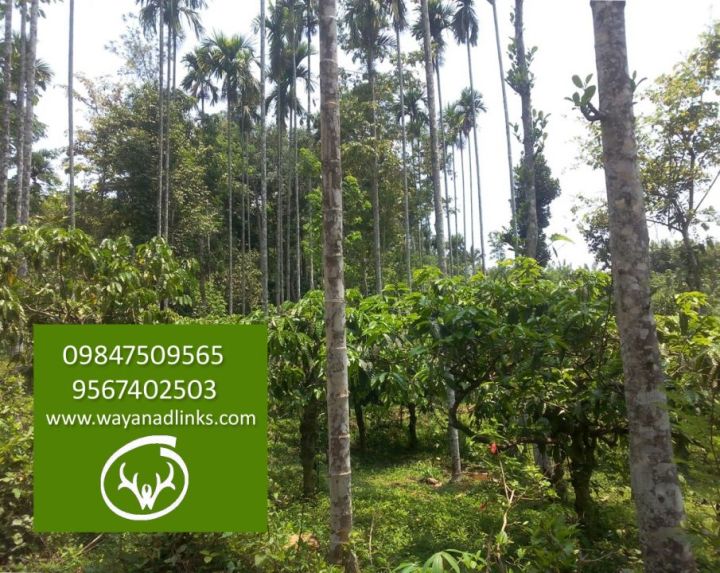1 acre coffee land for sale 16 Lakhs only....Wayanad