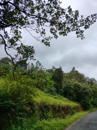 47 cents of fertile land for sale in Wayanad