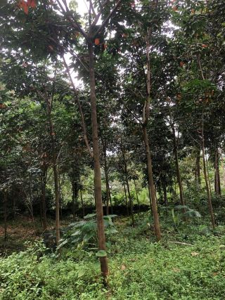 Rubber plantation# 5year rubber#replanted