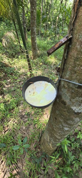 1 acre of rubber plot with coconut trees and arecanut trees and also have a jack tree