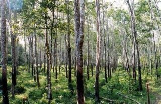 33 Cents Rubber Plantation Land for Sale in Edamattam Near Bharanangam