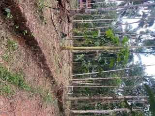 20 Cent Residential Land for Sale in Mukkom, Kozhikode