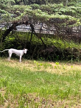 House Plot facing North and Park