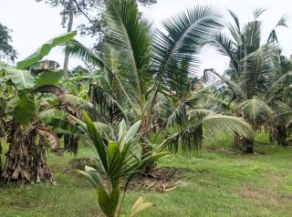 14 cent Residential Land with 3 BHK house for sale