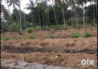 50 Cent Residential Land for Sale in Puthur, Thrissur
