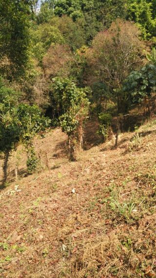 Freehold patta land having Revenue NOC