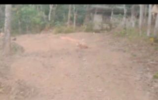 28 cents Plot for sale kunamthanam kaniyanpara  road