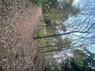 90 cent land and old house for sale