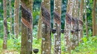 Ready to tap Rubber Plantation