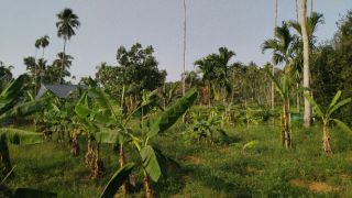 30 Cent Residential Land for Sale, Thiruvaniyoor, Ernakulam