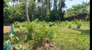 Prime 18 Cent Plot – Near NH‑183, Mundakkayam