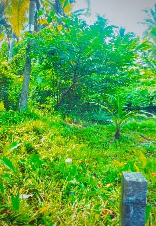 Property for Sale in Ezhupunna South