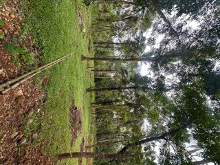 Land for Sale in Kunderi Road- Kelakam, India