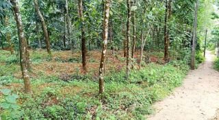 കൊട്ടാരക്കര താമരക്കുടി, ഒഴുകുപാറ തെക്ക് പഞ്ചായത്ത് റോഡ് Frontage കൂടിയ 10 സെന്റ് സ്ഥലം വില്പനക്ക്.