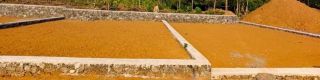 11 cent square plot with well for sale