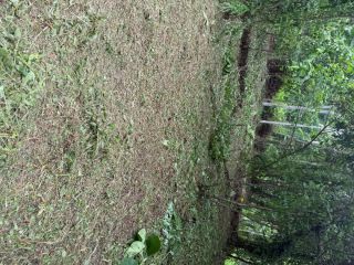 49.5Cents of Residential plot with direct Road access for Sale