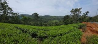 1.5 Acres Prime Plantation & Tourism Land in Vagamon