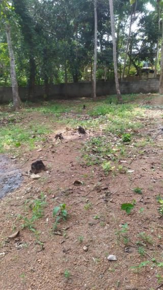 Housing plot for sale, in Thirumala, Trivandrum