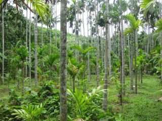 3 acres for sale near kanghangad