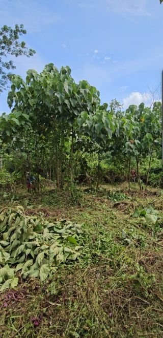 LAND FOR SALE – NELLIKAMON, RANNI