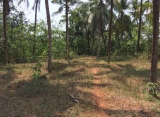 35 cents plot for sale in Karikkad