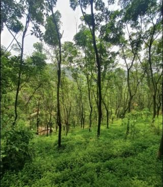 6.5 acres rubber plantation