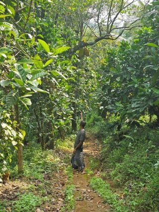 3.5-acre land is available for rent, featuring a diverse mix of crops, trees. PRICE NEGOTIABLE.