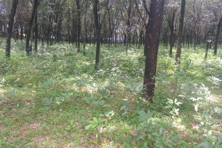 2.72 + acre rubber estate for sale at kadavoor / paingottoor