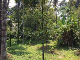40 cents land at kalady just 1.5 km from MC road.
