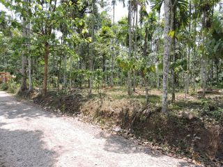 50 cent prime residential plot for sale @ kenichira,Wayanad