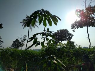 1 Acre fenced land for sale - Near to Kodungoor Junction and 300 mars from NH