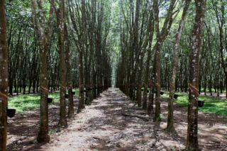 3 Acre Rubber Plantation in Edayam near Kottarakkara Valakom