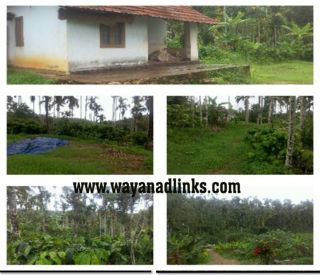 Small and Big Size plots for Sale at wayanad wayanadlinks