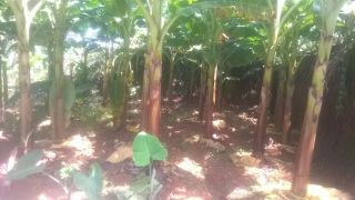 Land & Plots » SaleATHIYOORKONAM