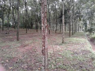 1.6 Acre Plot with 1650sqft Built area with Rubber and Coffee Plantation, Mananthavady, Wayanad
